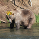 480 Otis, a brown bear who won Fat Bear Week, standing in a river.